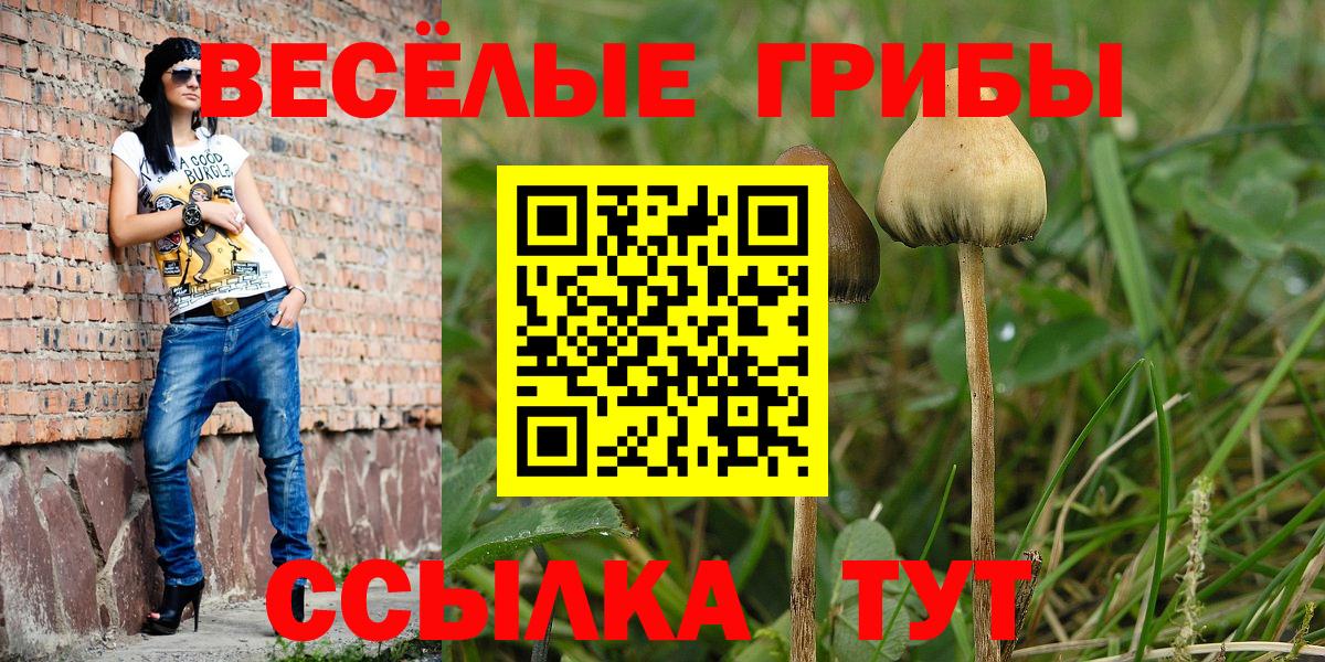 Псилоцибиновые грибы GOLDEN TEACHER  Вход с VPN  купить наркотик  Краснознаменск  Псилоцибиновые грибы Psilocybine cubensis 